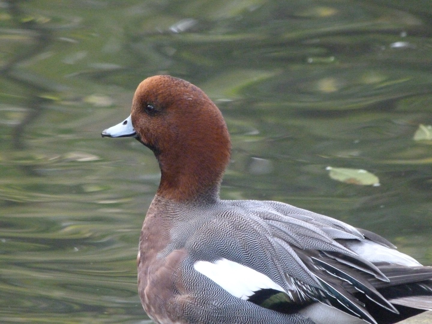 Eurasian wigeon -Zoo de Santillana del Mar (2024)