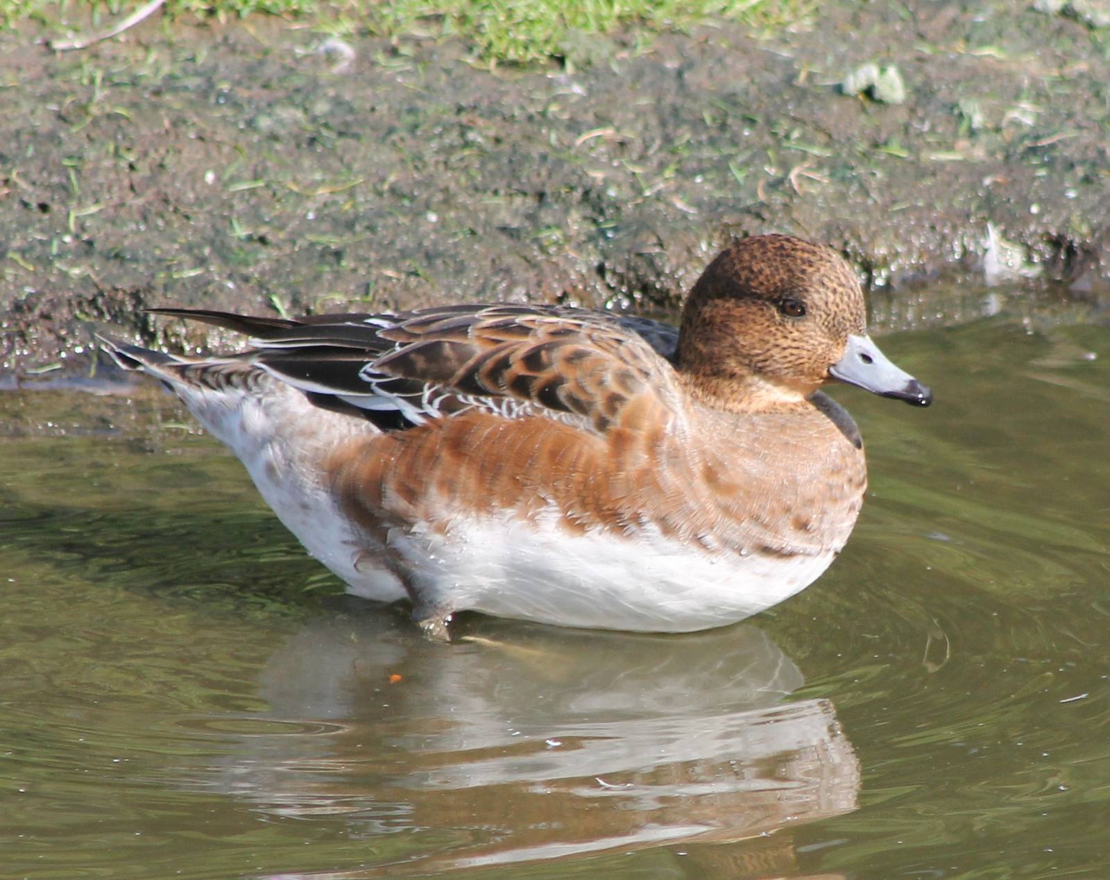 Eurasian wigeon
