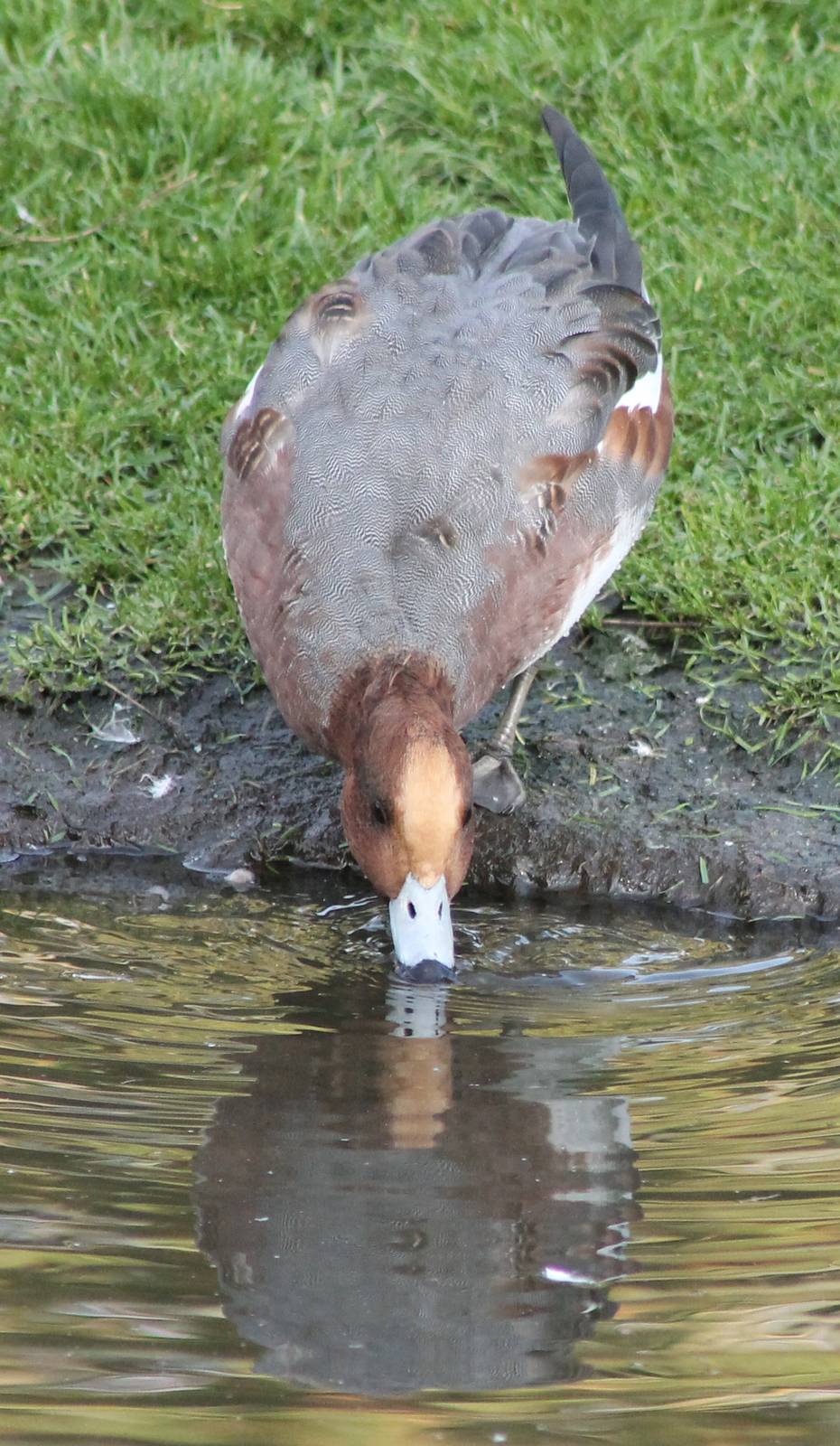 Eurasian wigeon