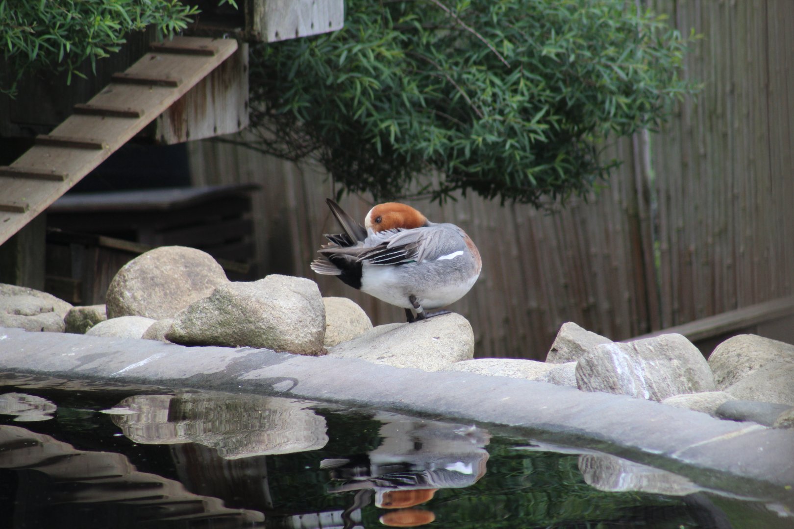 Eurasian Wigeon