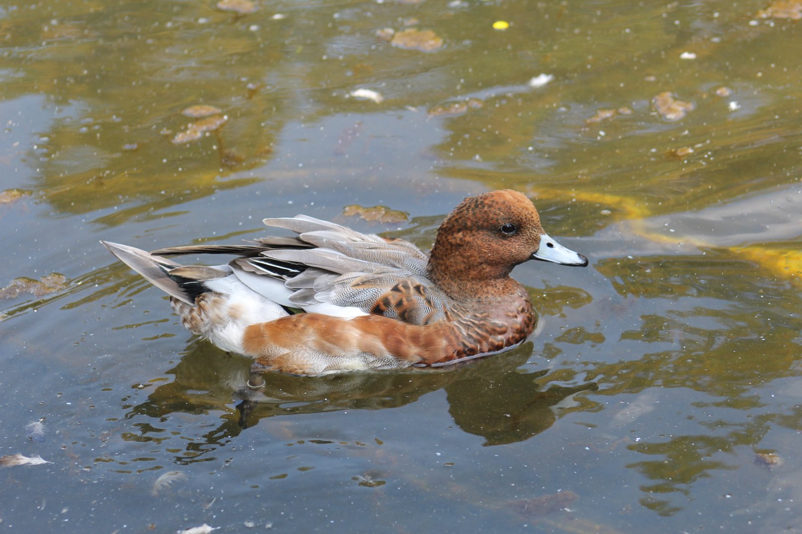 Eurasian Wigeon