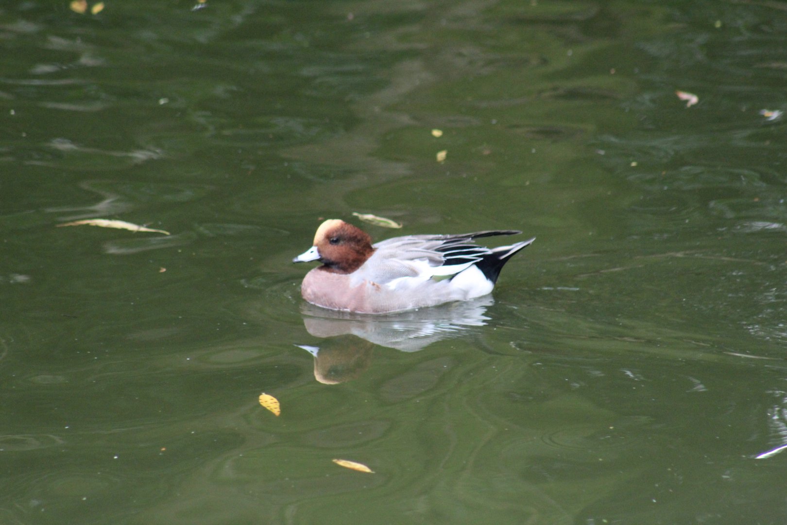 Eurasian Wigeon