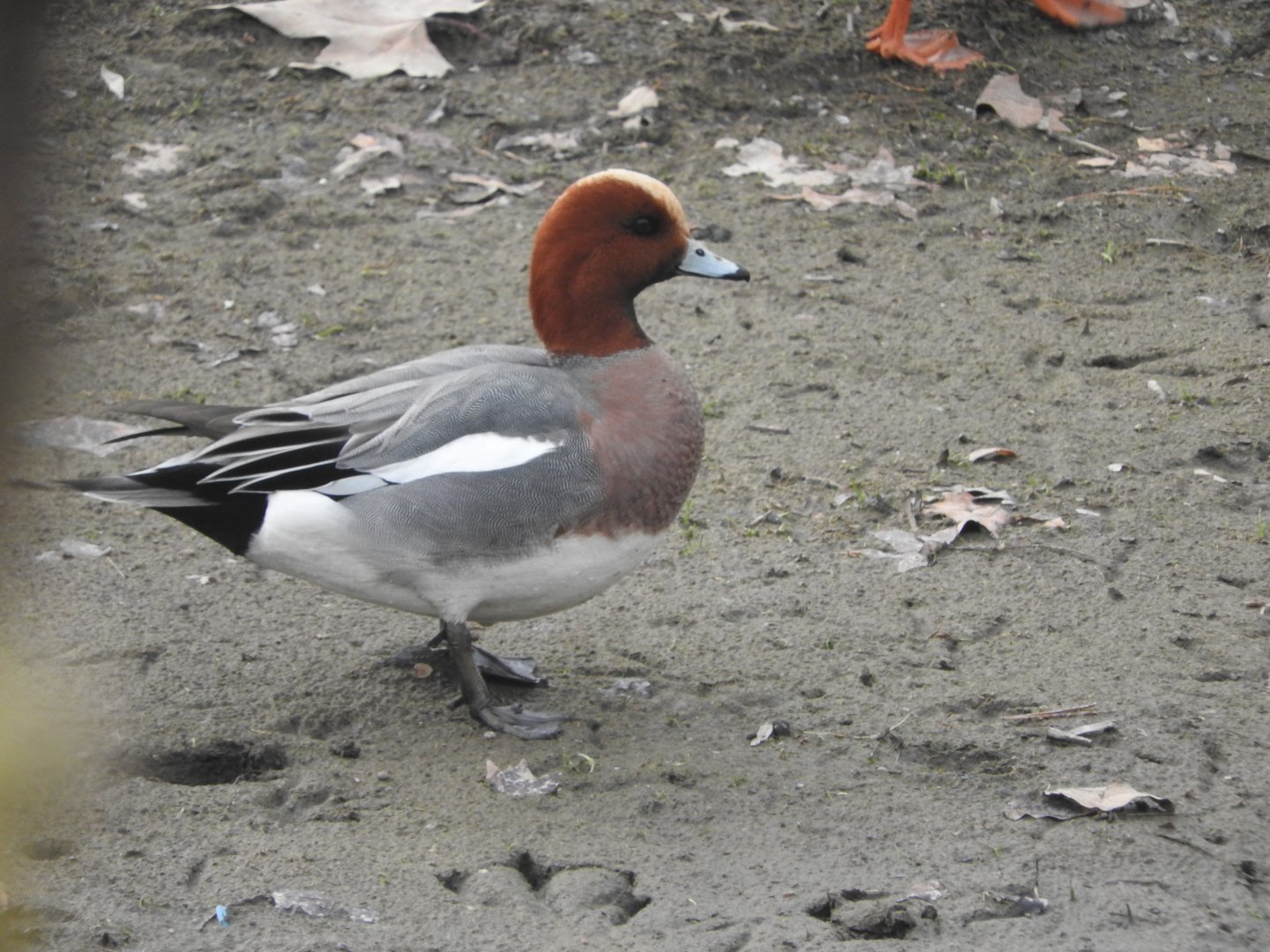 Eurasian Wigeon