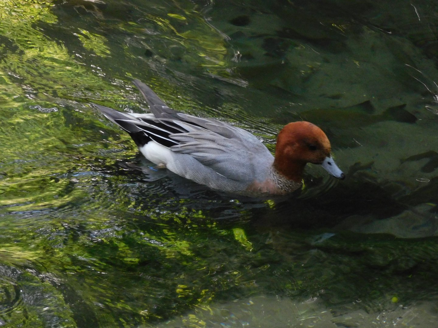 eurasian wigeon