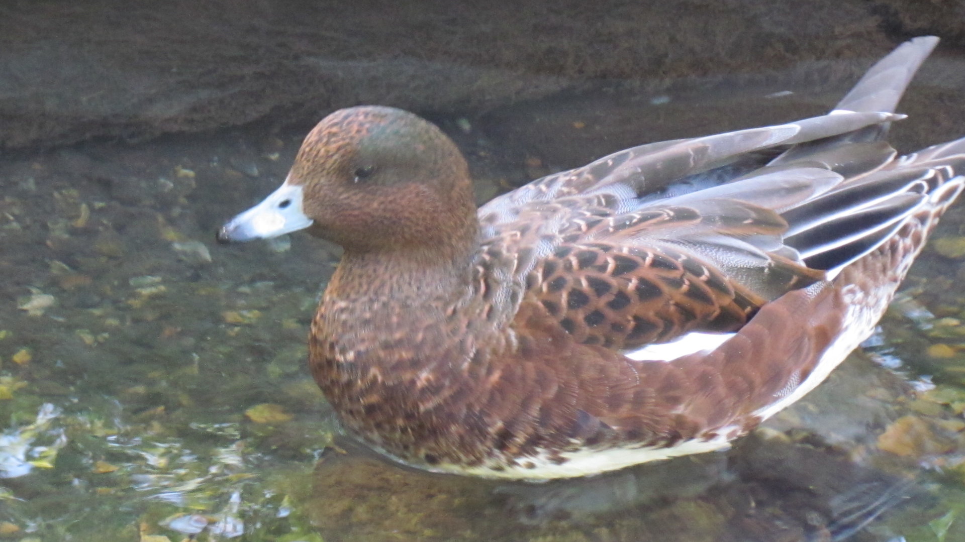 Eurasian Wigeon