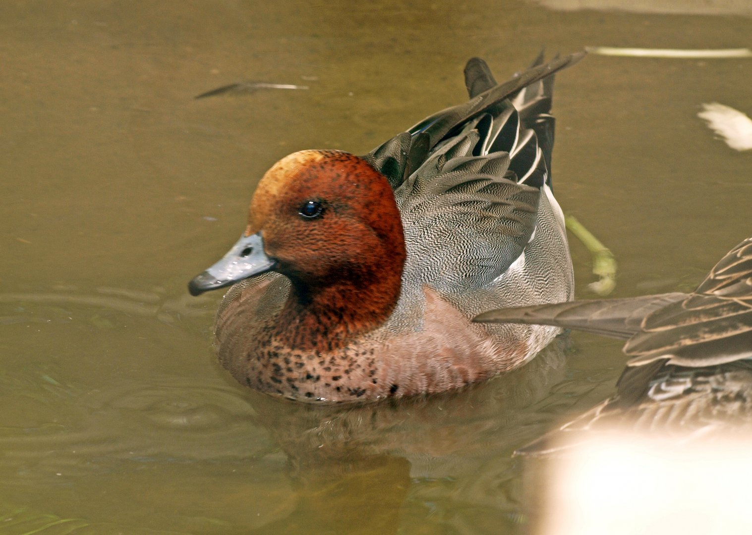 Eurasian wigeon