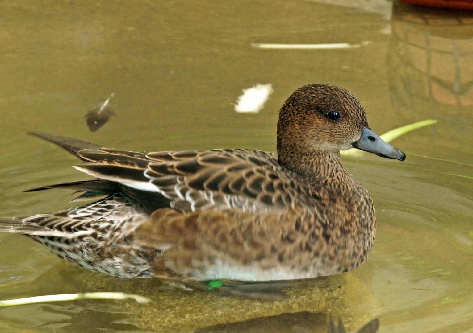 Eurasian wigeon