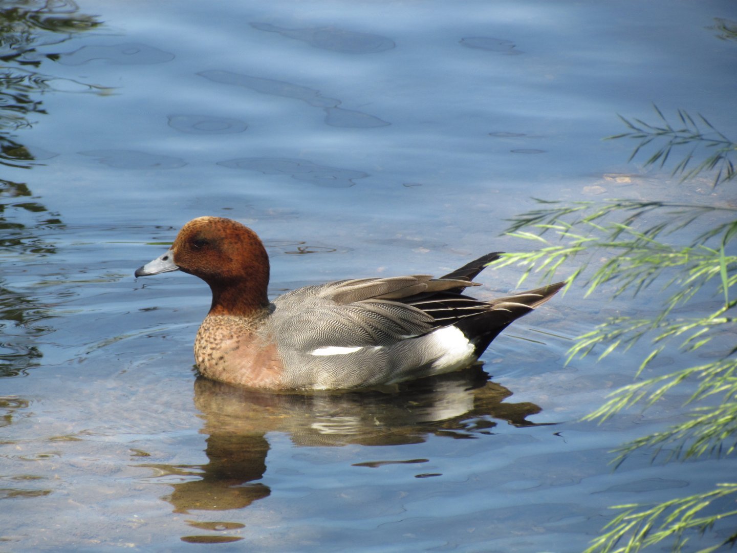 Eurasian Wigeon