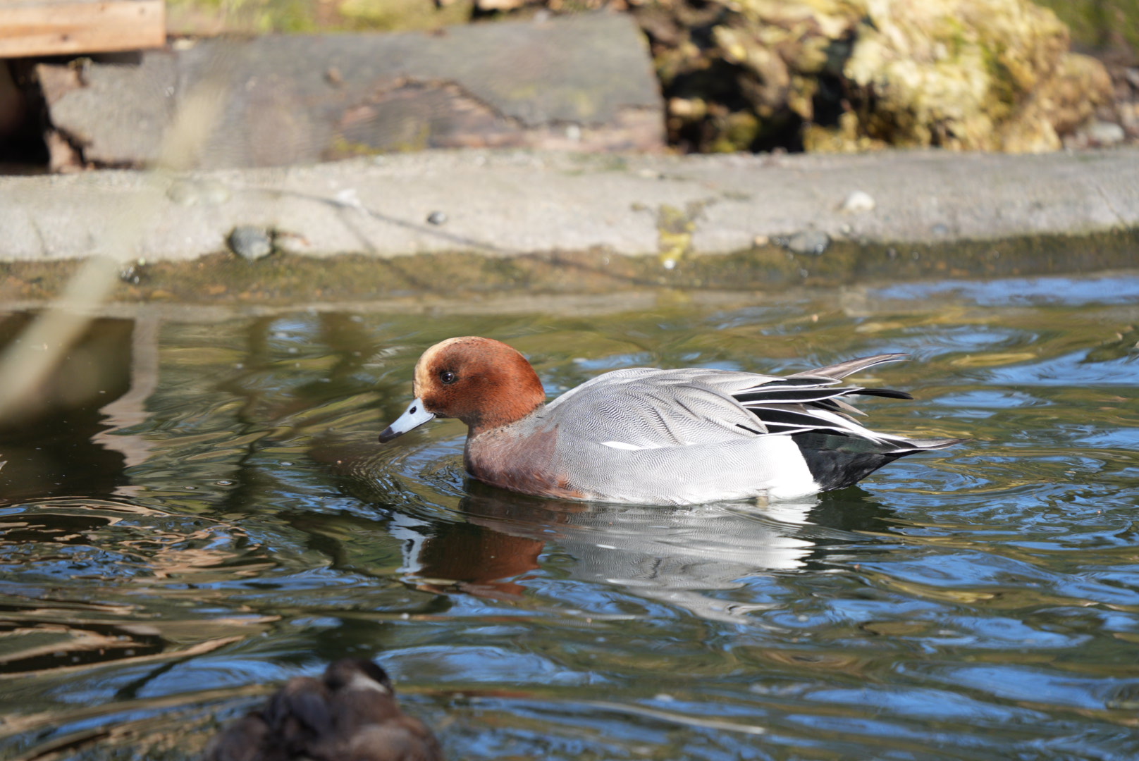 Eurasian Wigeon