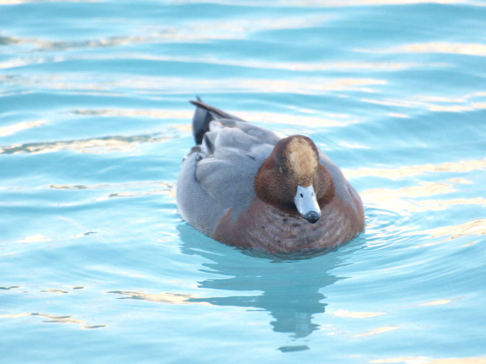 Eurasian Wigeon.