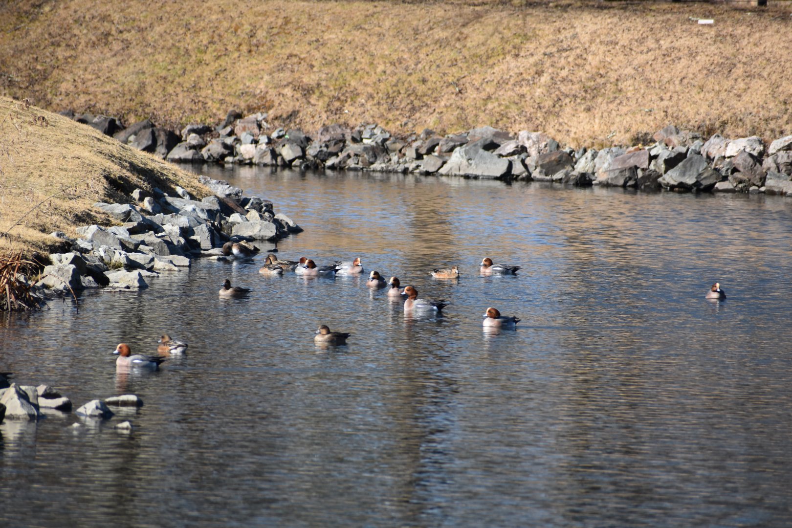 Eurasian Wigeons ~ Karuizawa