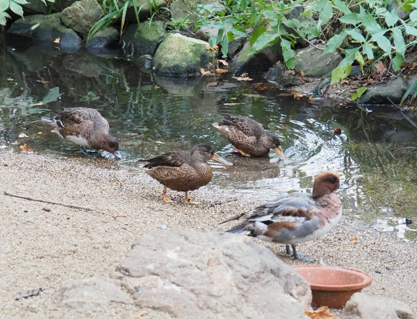 Eurasian wigeons (Mareca penelope) and Northern shovelers (Spatula clypeata), 2021-11-06