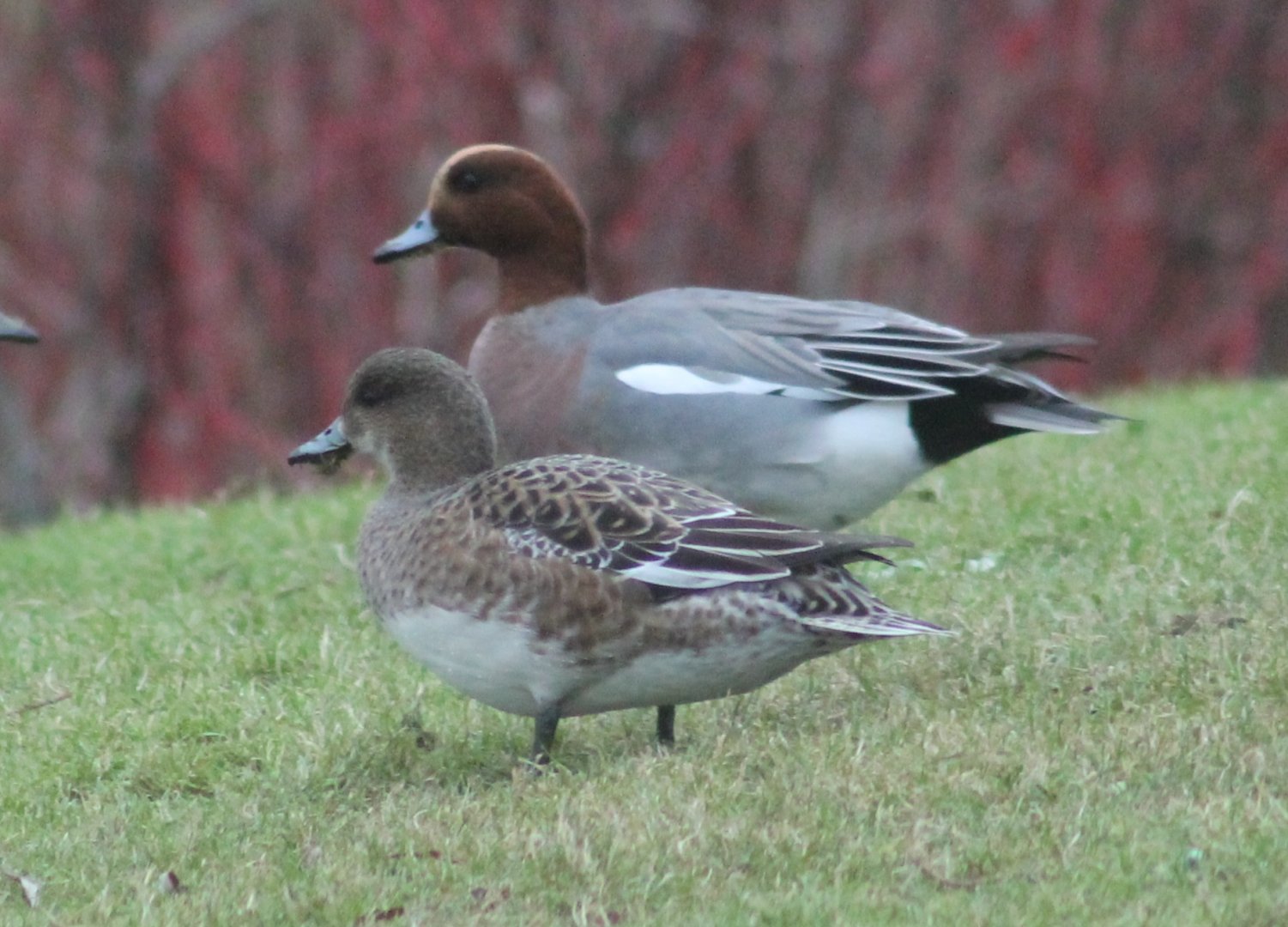 Eurasian Wigeons
