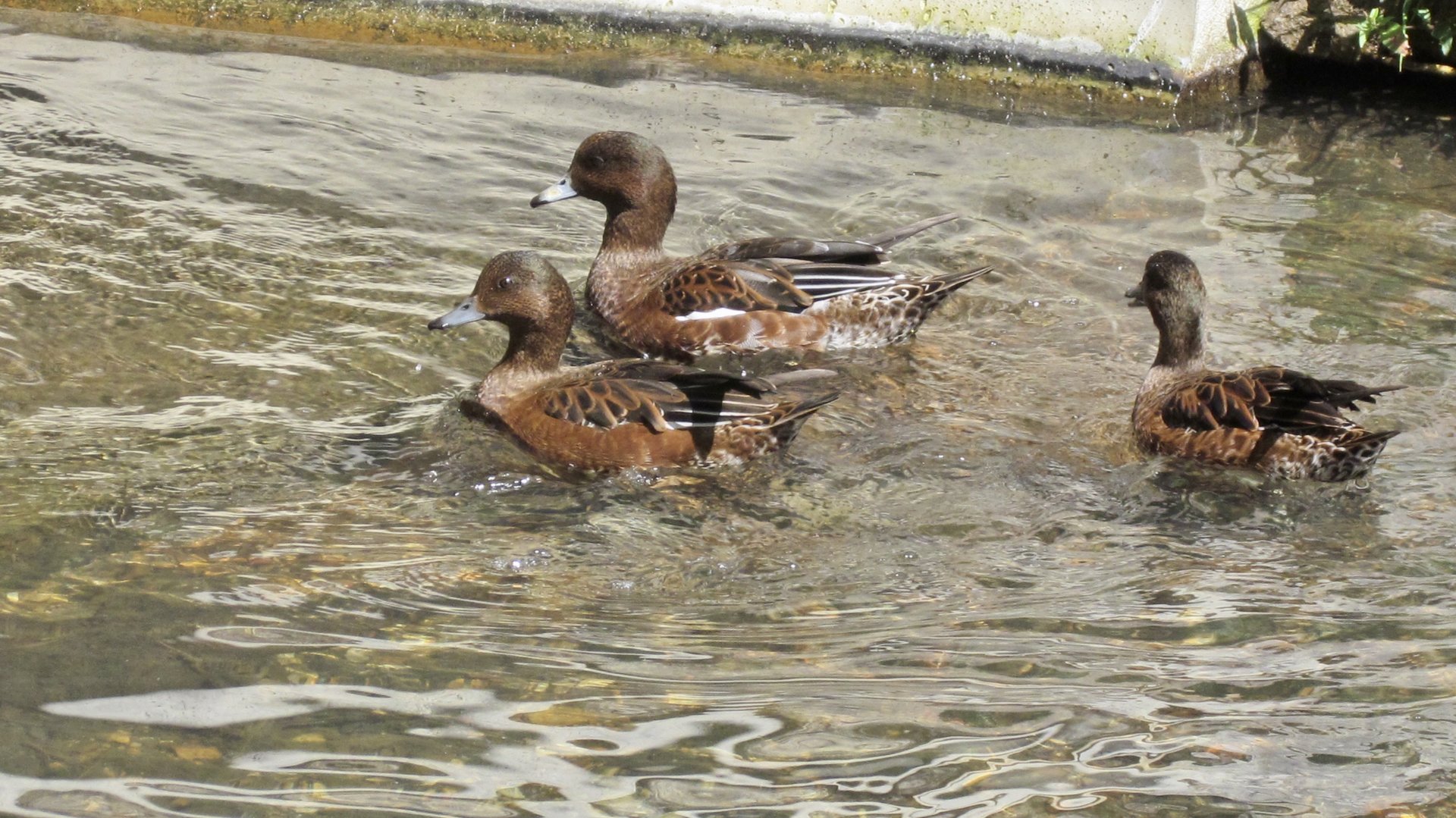 Eurasian Wigeons