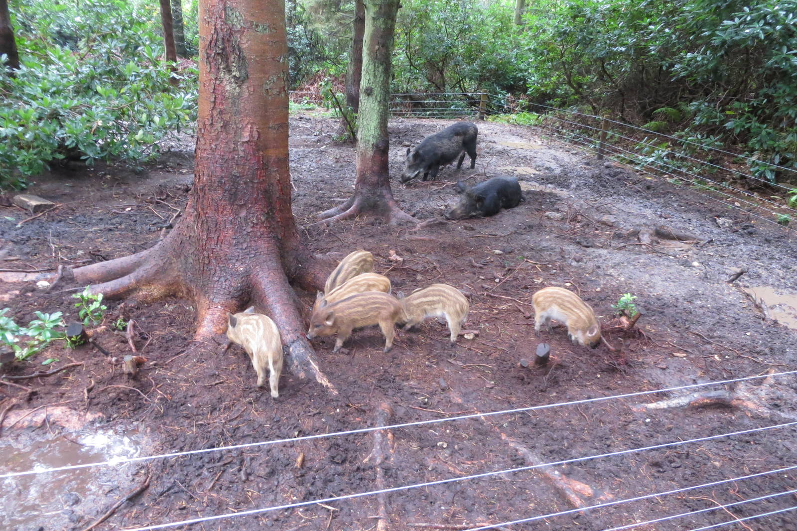 Eurasian Wild Boar 10/14
