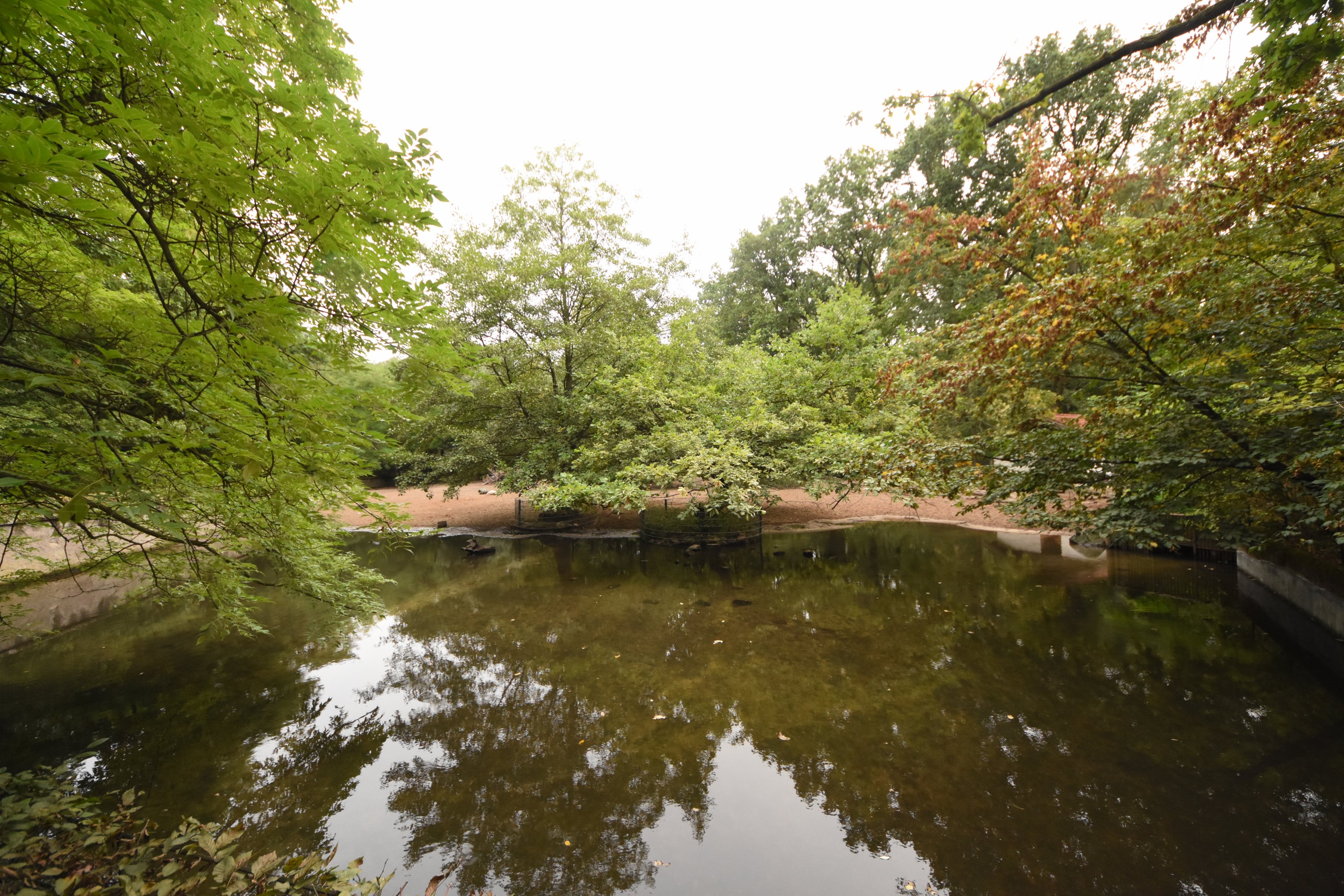 Eurasian wild boar enclosure