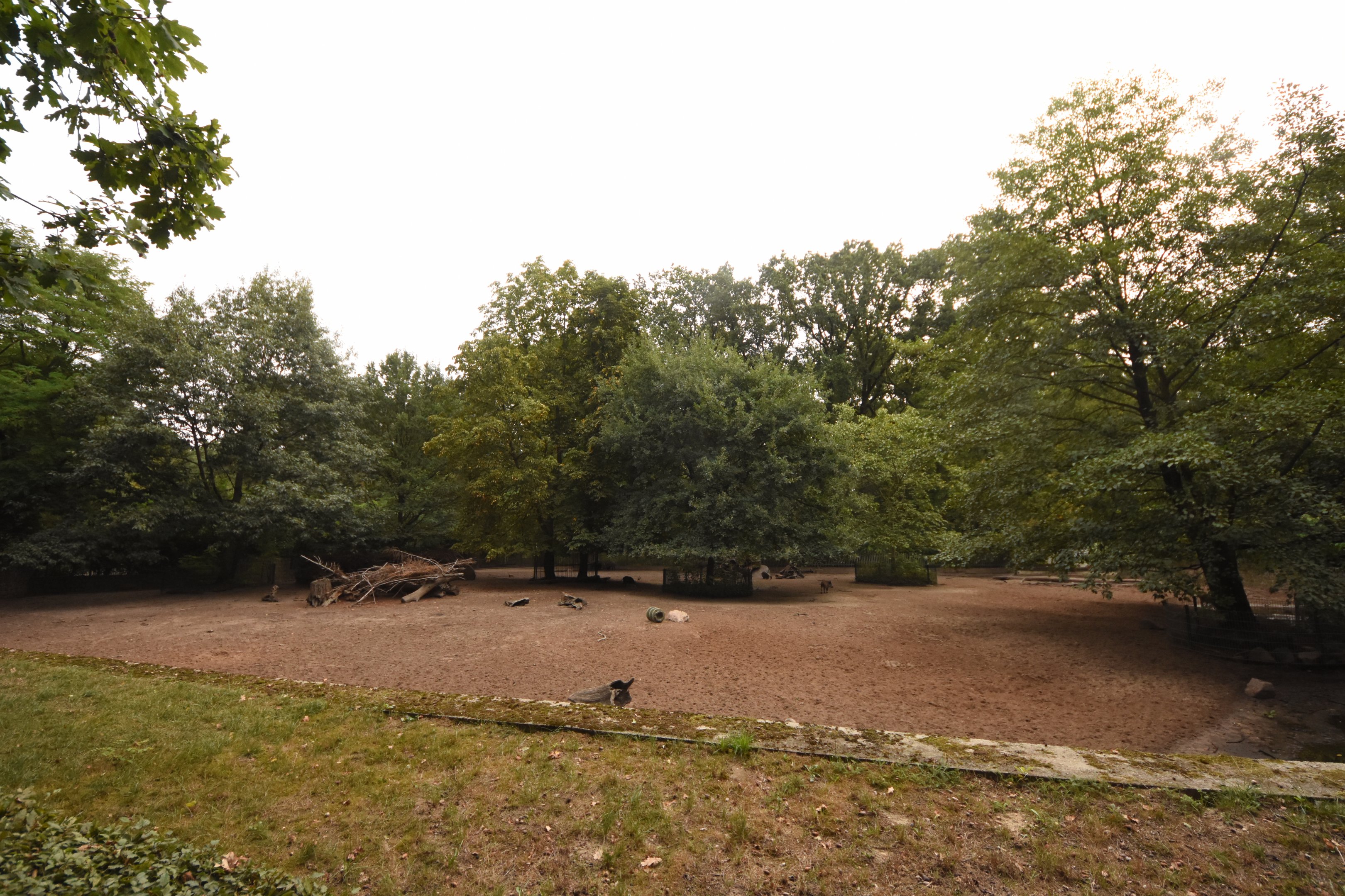 Eurasian wild boar enclosure