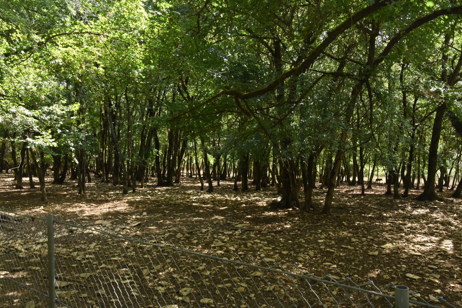 Eurasian Wild Boar enclosure