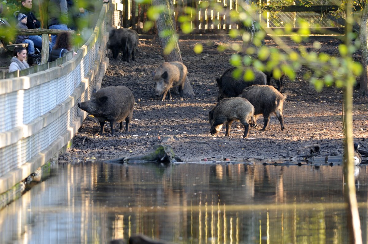 Eurasian wild boar exhibit at Rissen.