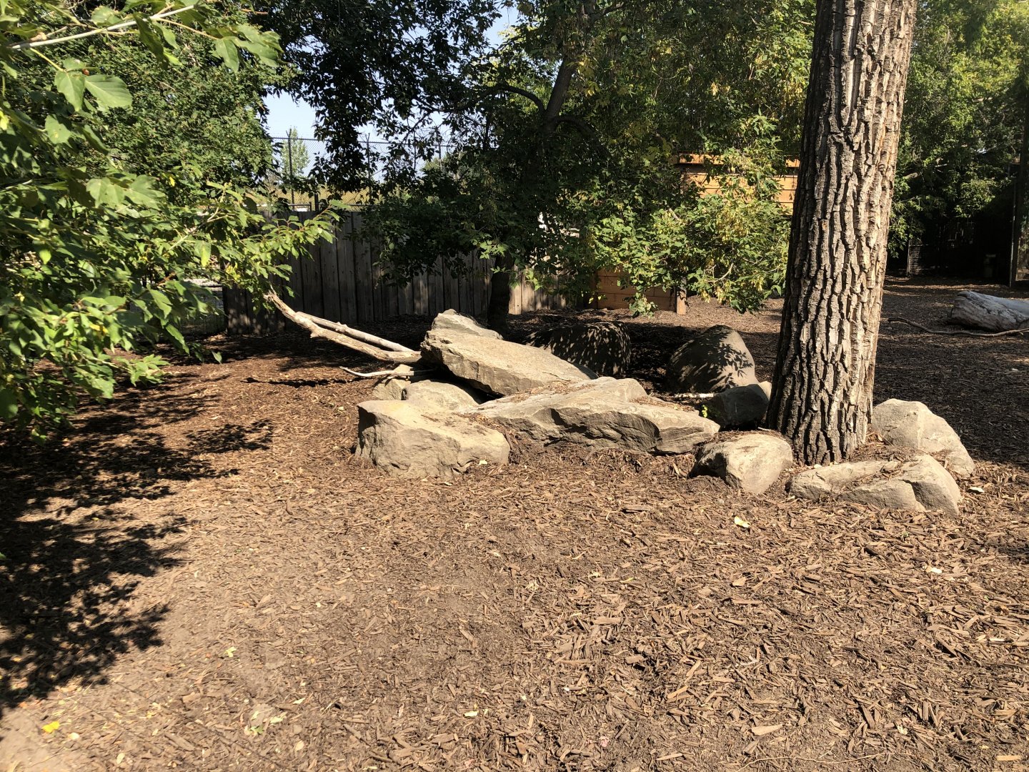 Eurasian Wild Boar Exhibit