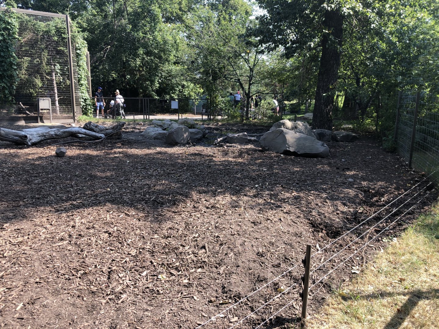 Eurasian Wild Boar Exhibit