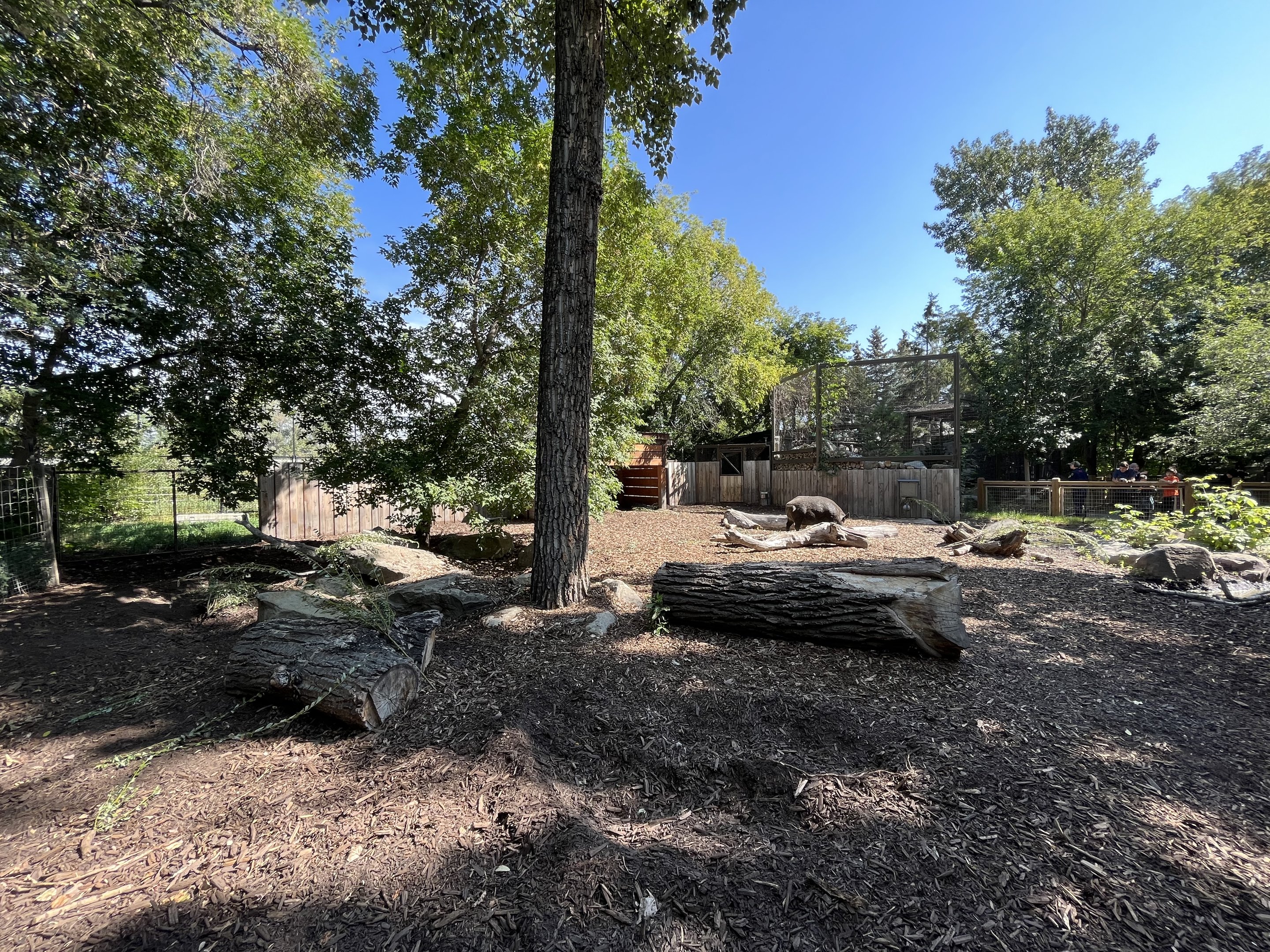 Eurasian Wild Boar Exhibit