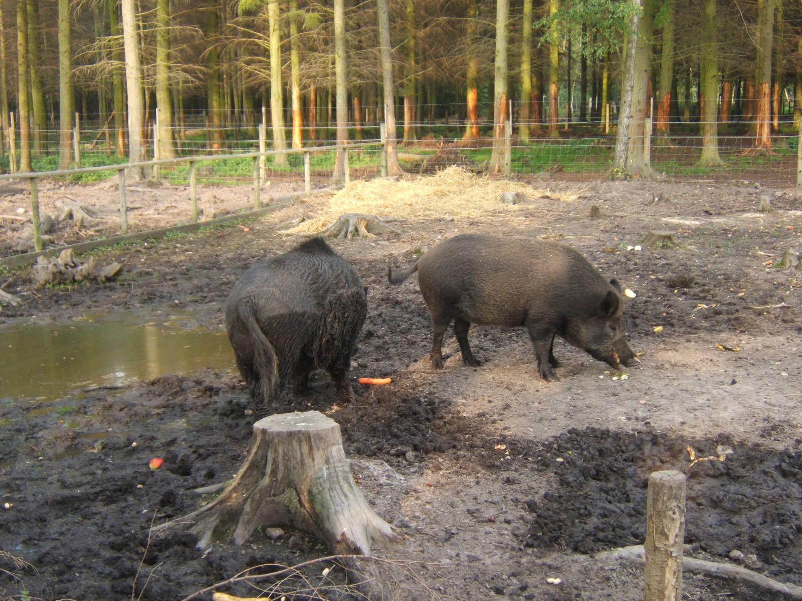 Eurasian Wild Boar