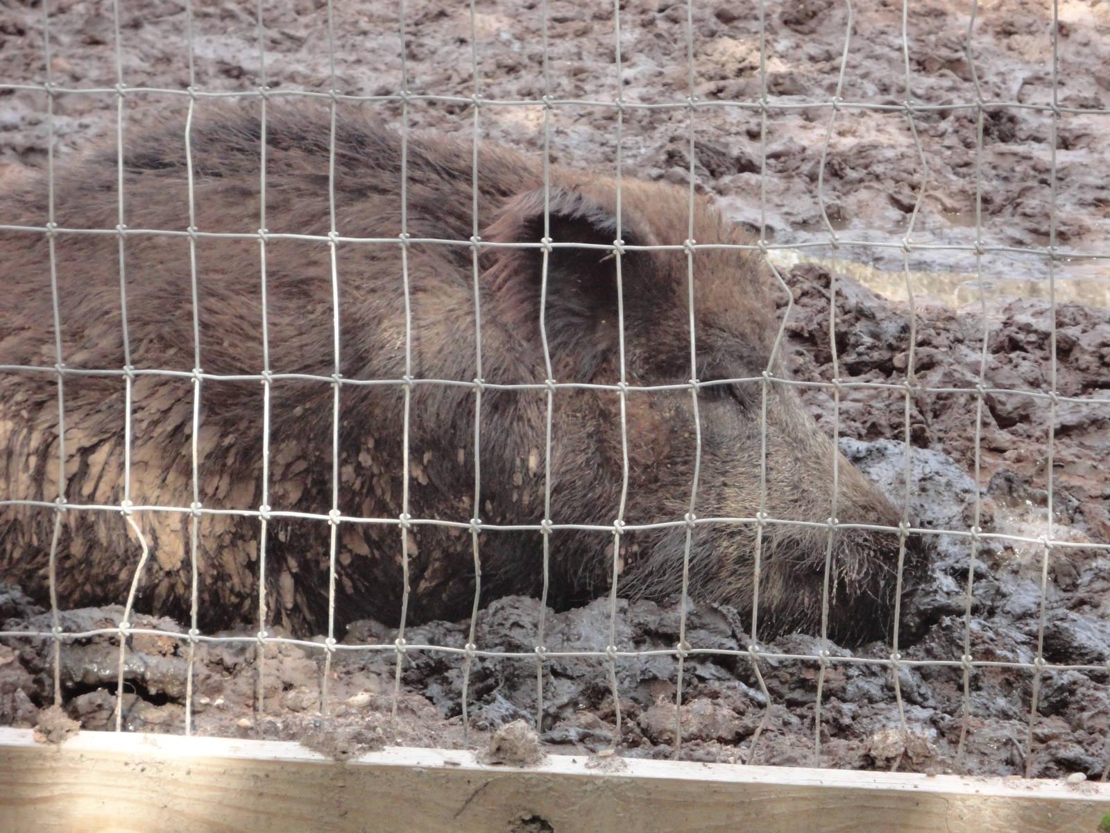 Eurasian Wild Boar
