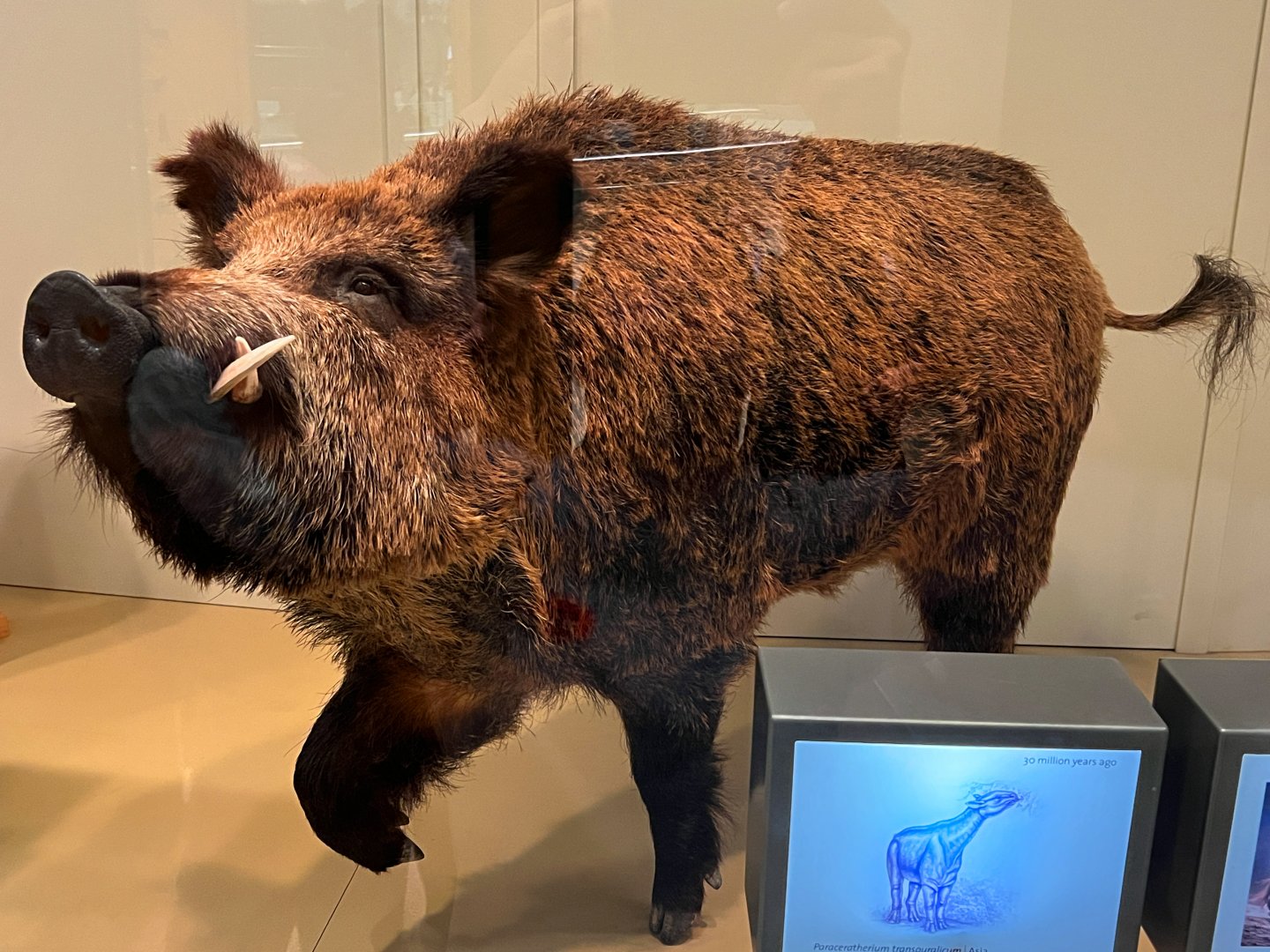 Eurasian Wild Boar