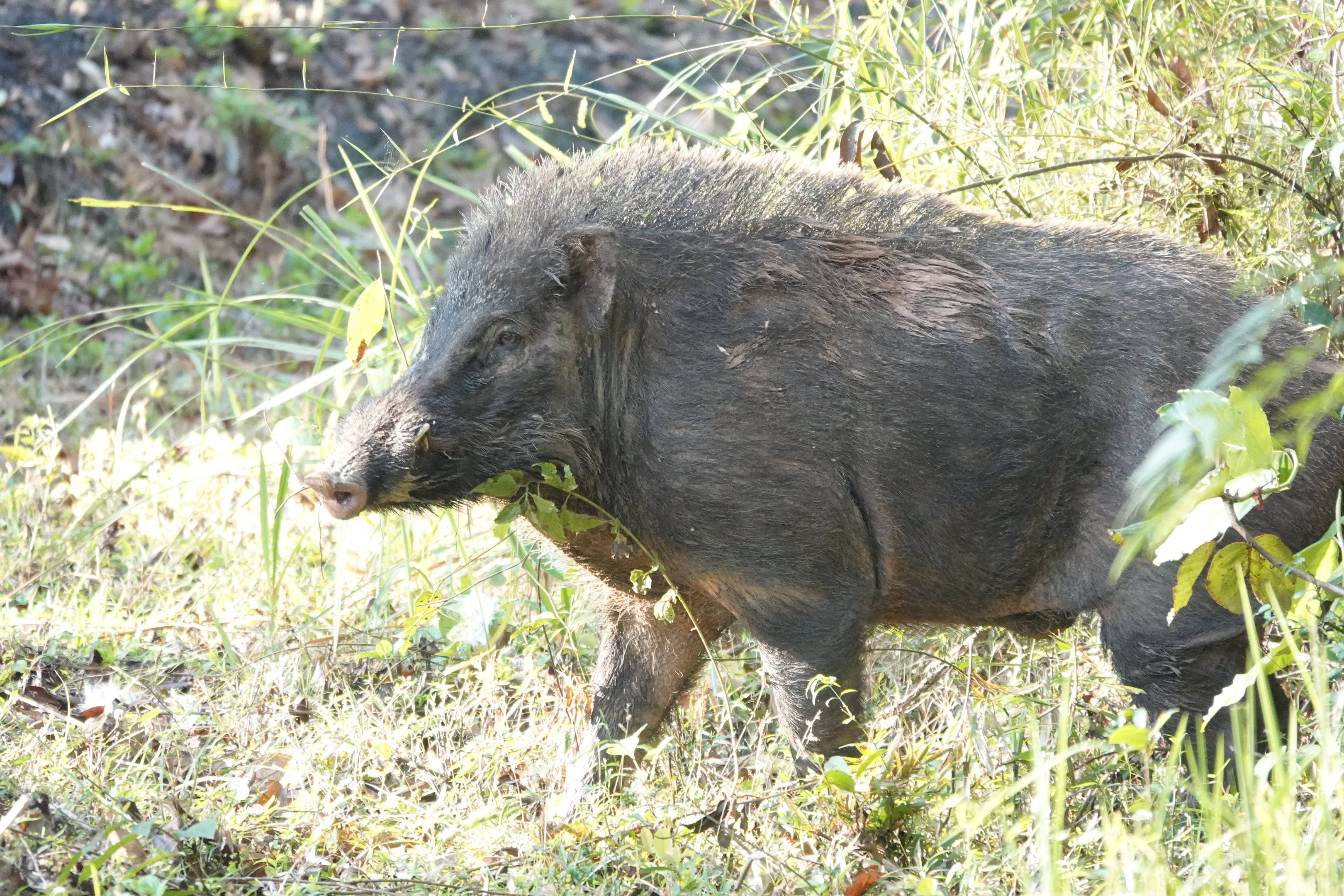 Eurasian Wild Pig