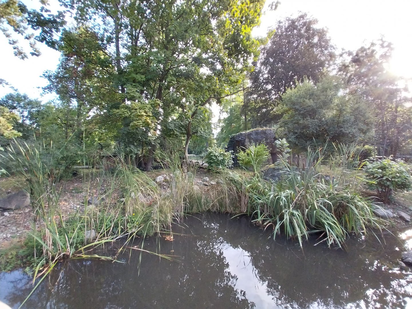 Eurasian wildcat enclosure 1
