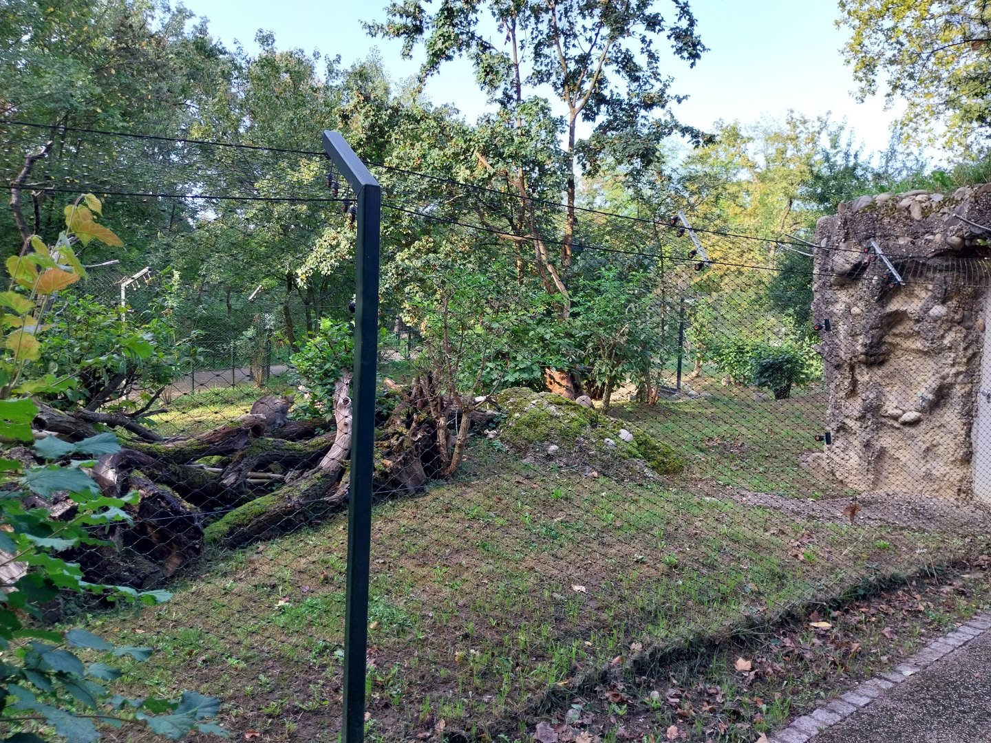 Eurasian wildcat enclosure 2