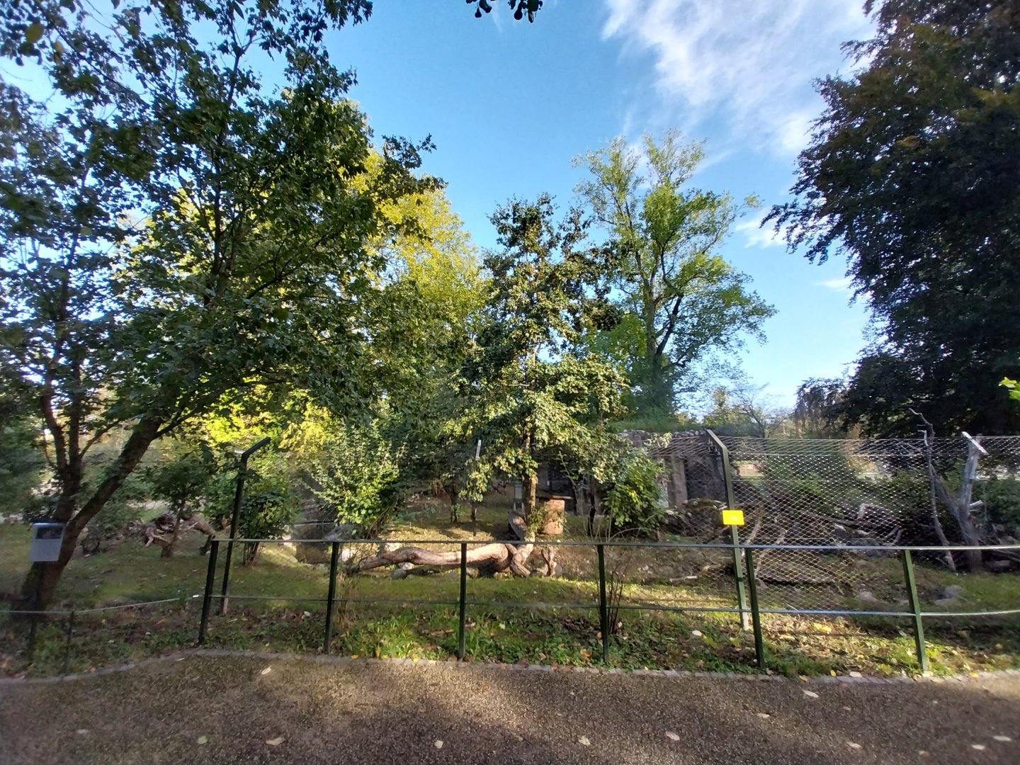 Eurasian wildcat enclosure 2