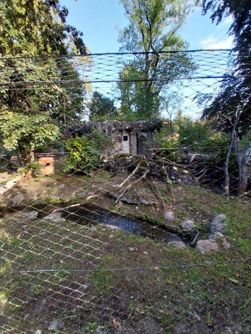 Eurasian wildcat enclosure 2