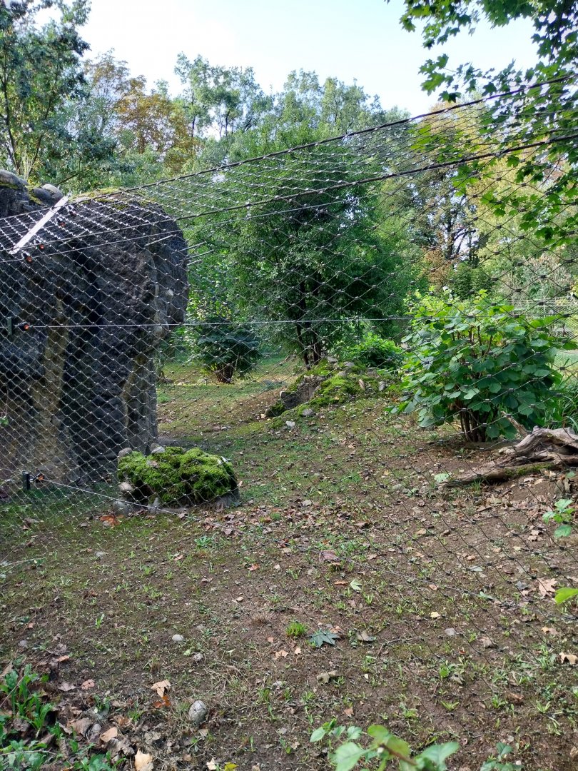 Eurasian wildcat enclosure