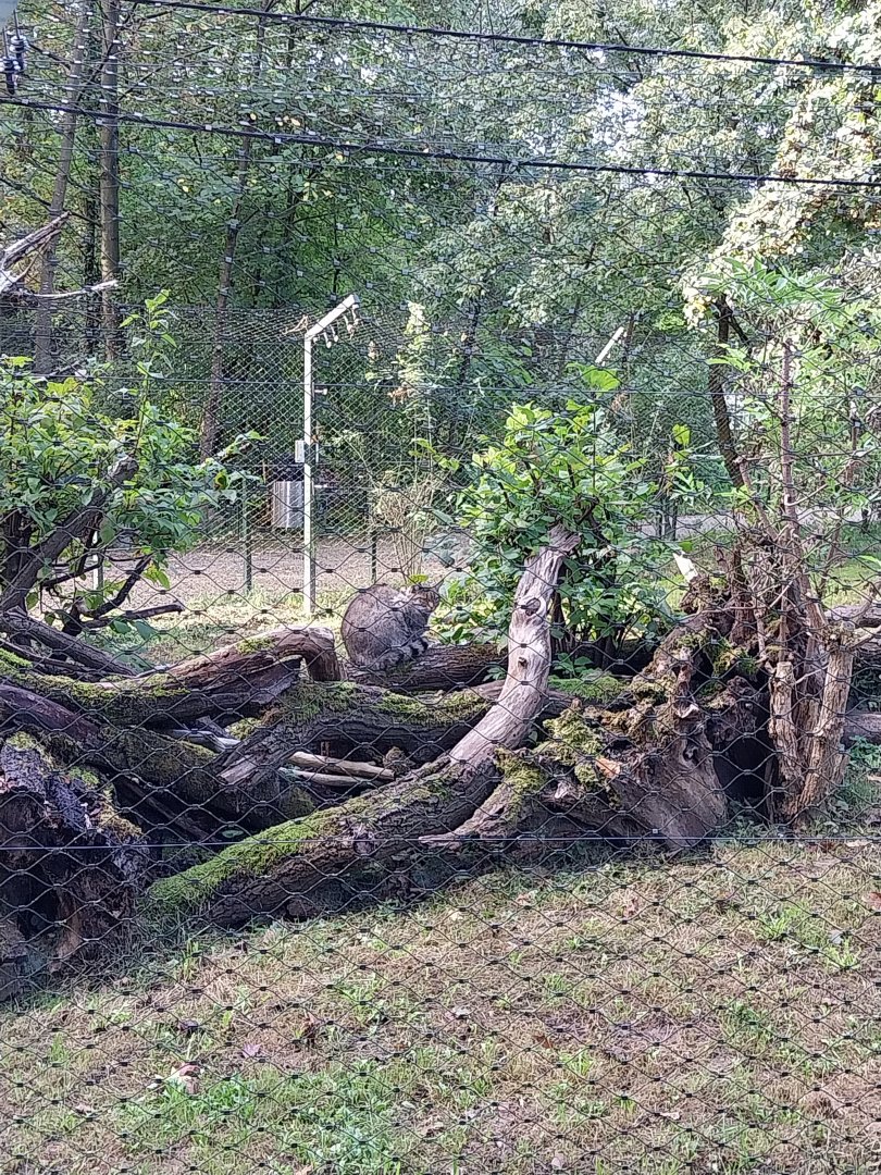 Eurasian wildcat (Felis silvestris silvestris)