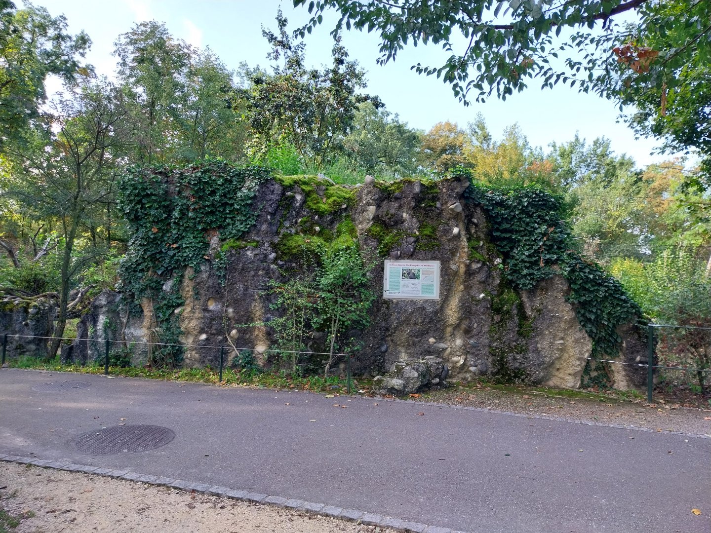 Eurasian wildcat night shelter