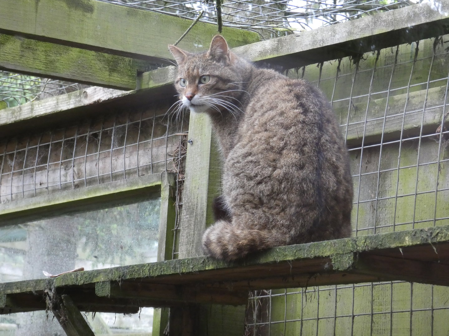 Eurasian wildcat