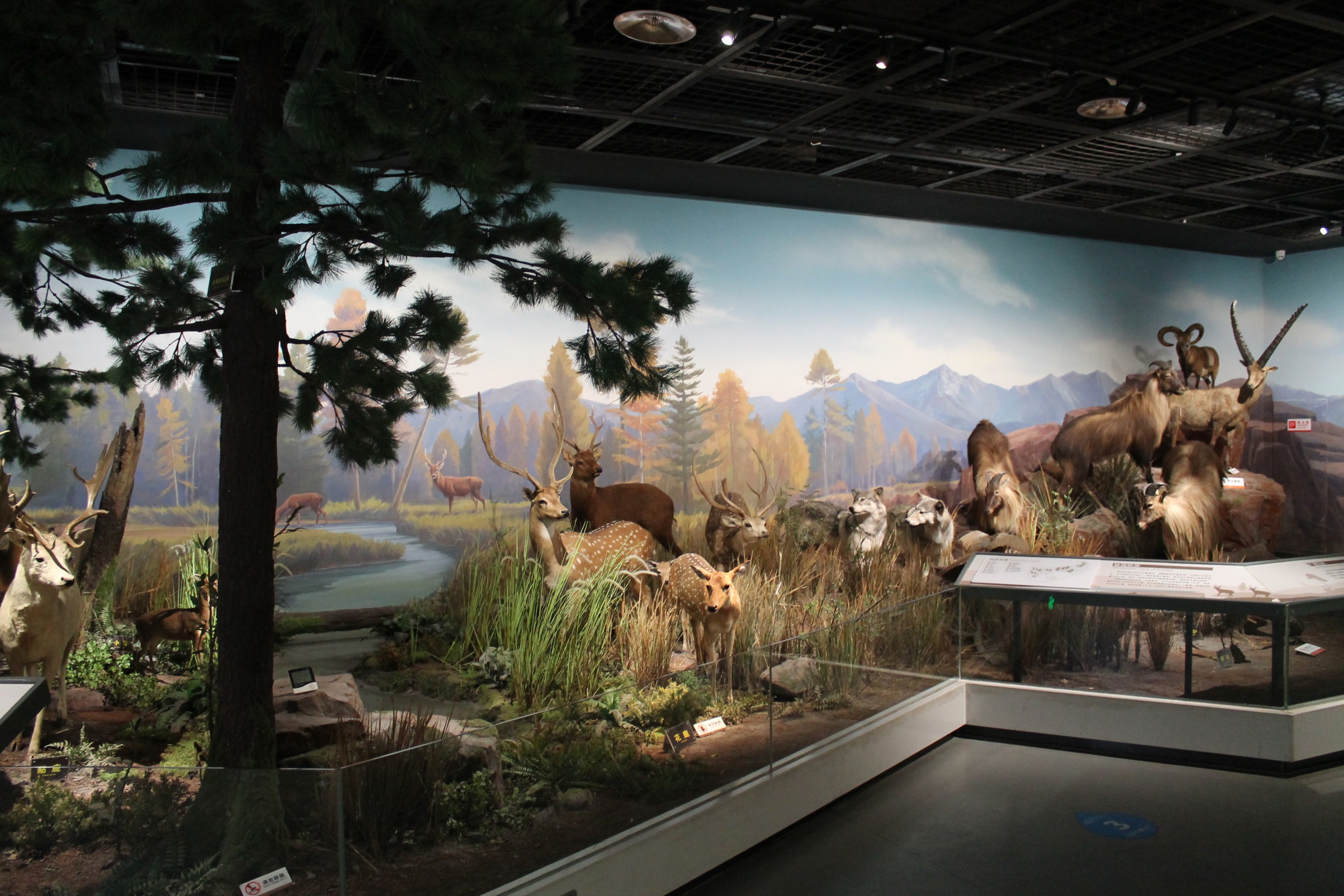 Eurasian Wildlife - Shaanxi Nature Museum