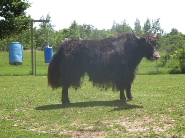Eurasian Wilds Drive Through-Yak