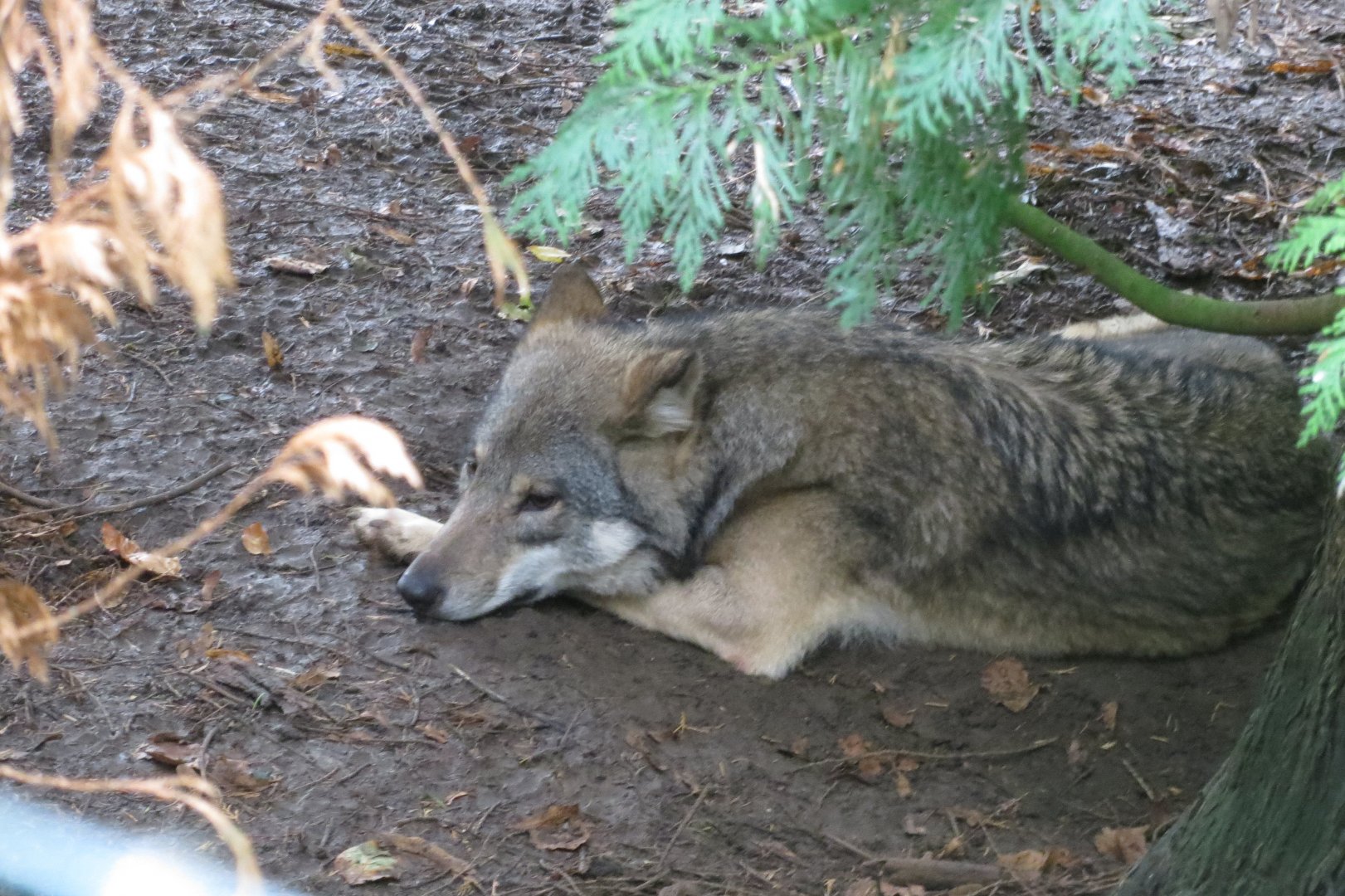 Eurasian wolf 071019