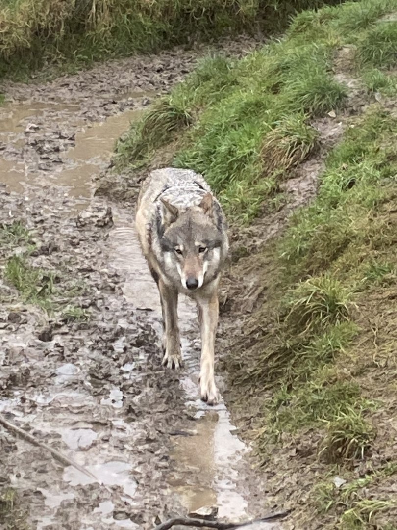 Eurasian wolf 160122