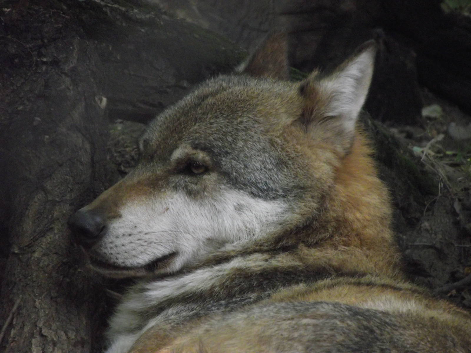 eurasian wolf 160911