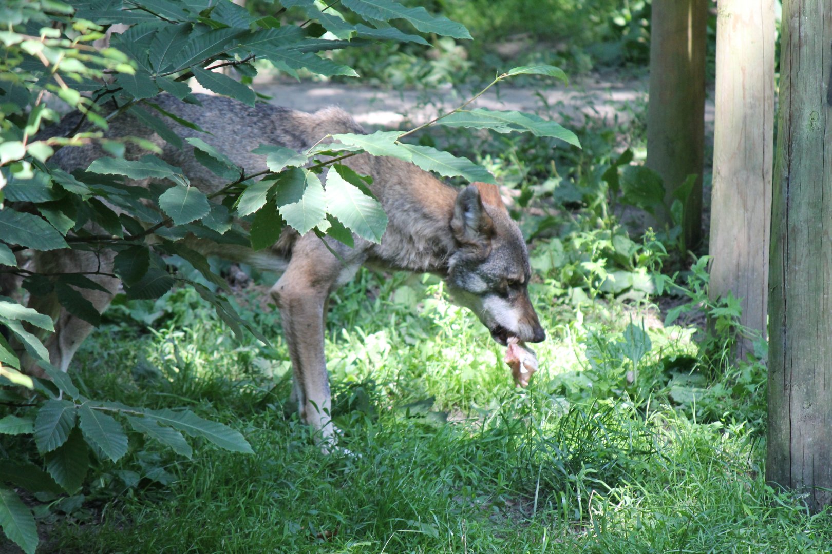 Eurasian Wolf (2011)