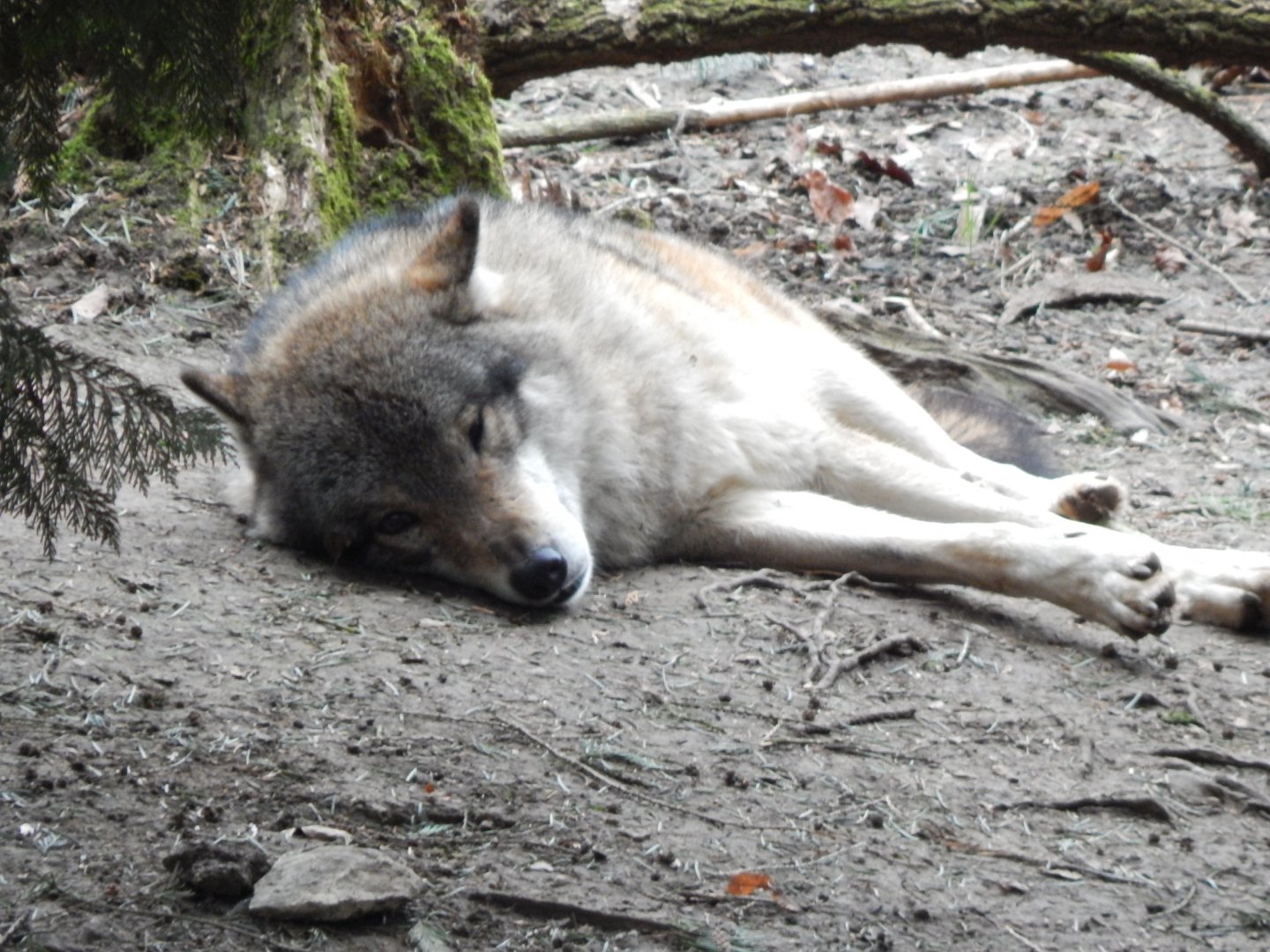 Eurasian wolf 280222