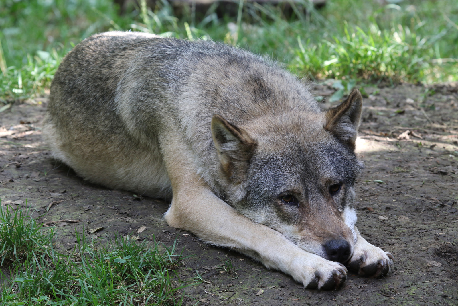 Eurasian Wolf at Cotswold Wildlife Park 3/8/2021
