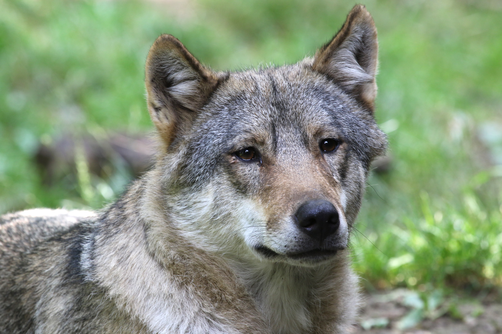 Eurasian Wolf at Cotswold Wildlife Park 3/8/2021