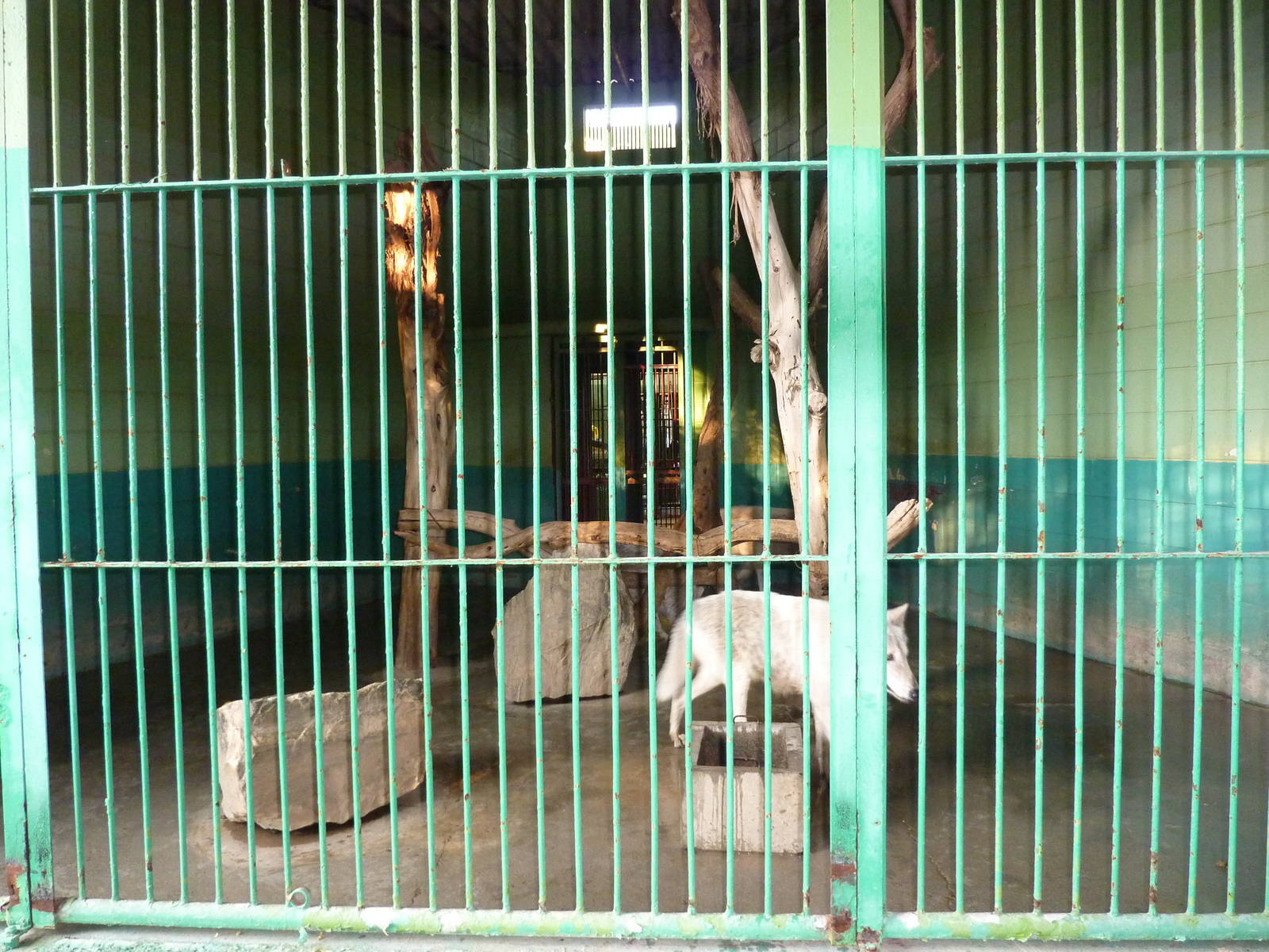 Eurasian wolf cage in the cat building