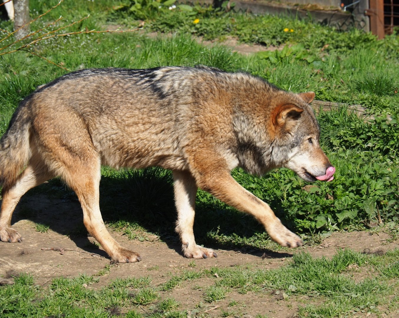 Eurasian wolf (Canis lupus lupus), 2019-03-30