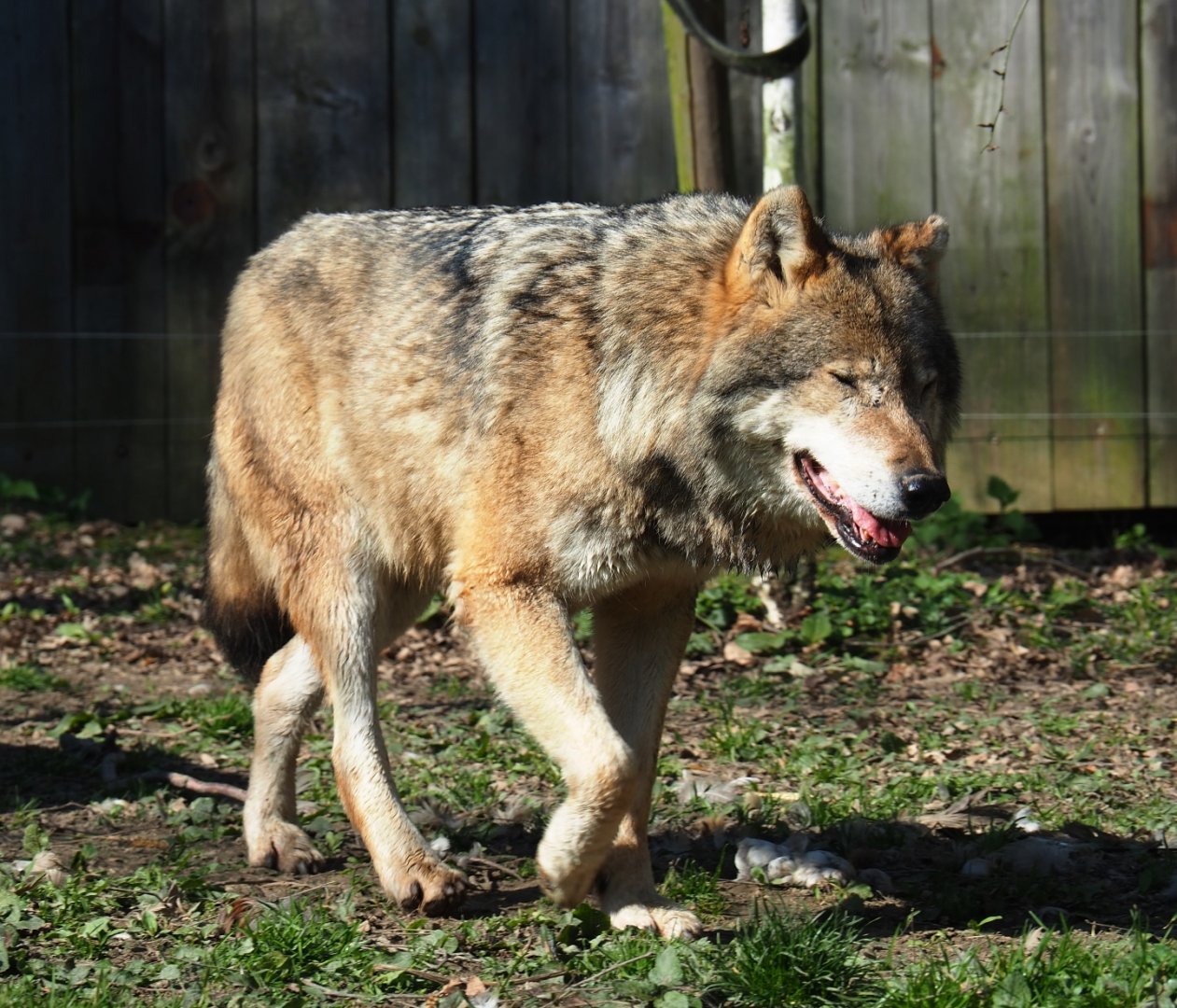 Eurasian wolf (Canis lupus lupus), 2019-03-30